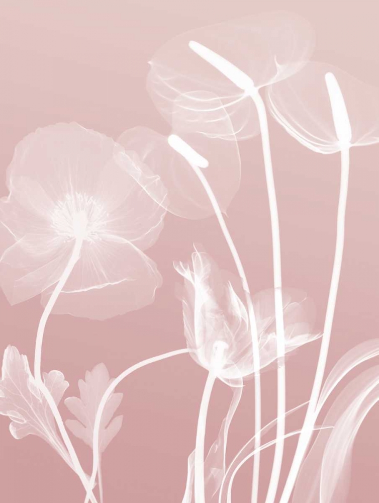 Pink Flora 6 art print by Albert Koetsier for $57.95 CAD