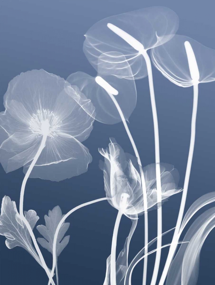 Transparent Flora 6 art print by Albert Koetsier for $57.95 CAD