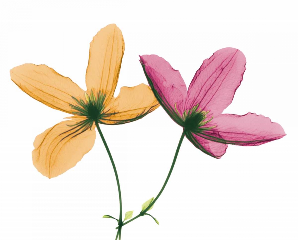 Clematis art print by Albert Koetsier for $57.95 CAD