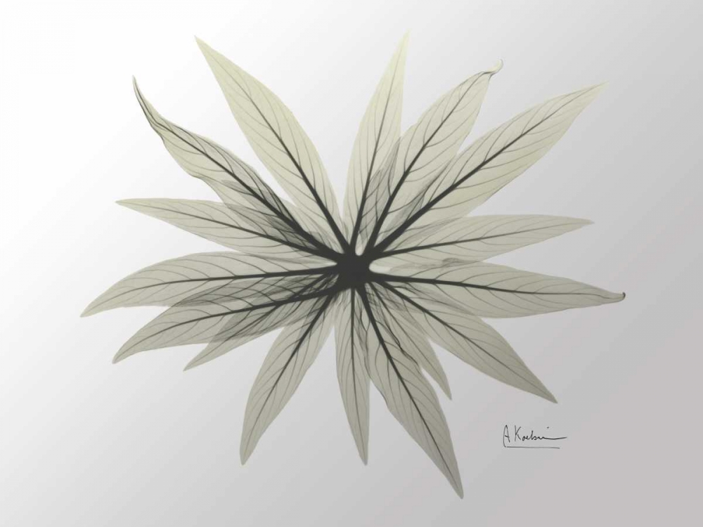 New Echium art print by Albert Koetsier for $57.95 CAD