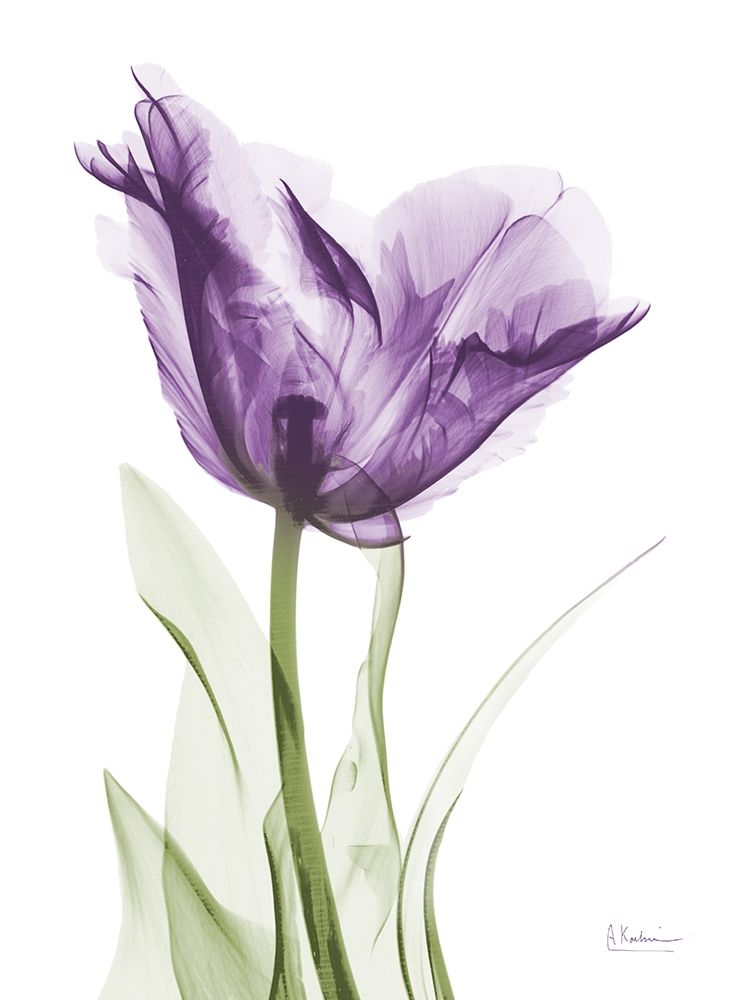 Lavender Trance art print by Albert Koetsier for $57.95 CAD