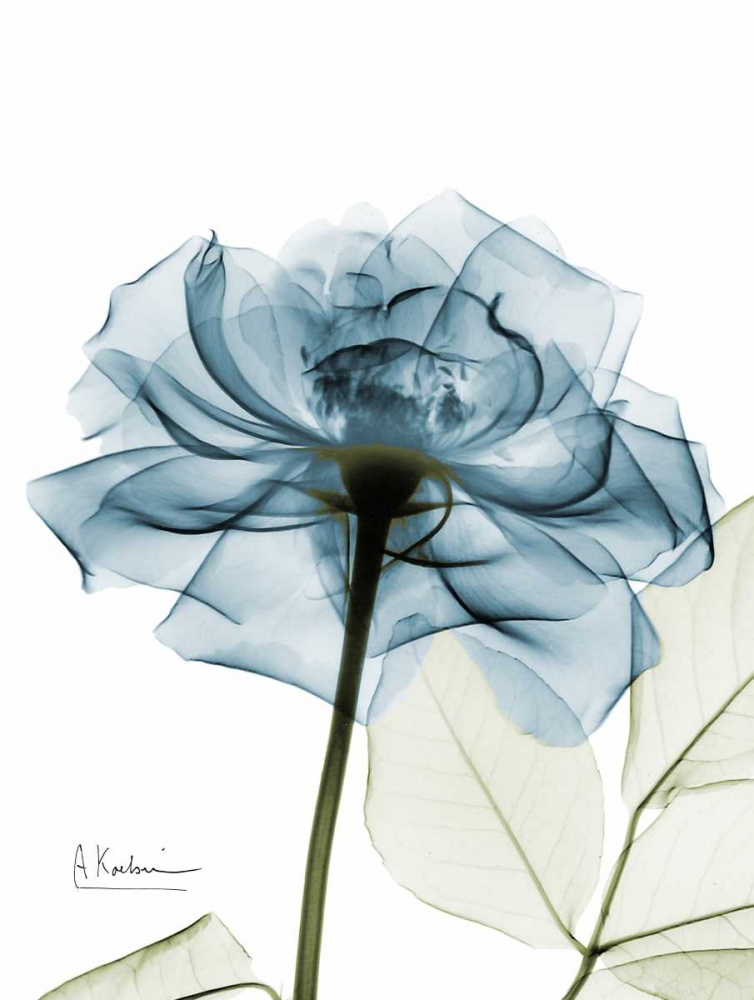 Teal Rose art print by Albert Koetsier for $57.95 CAD