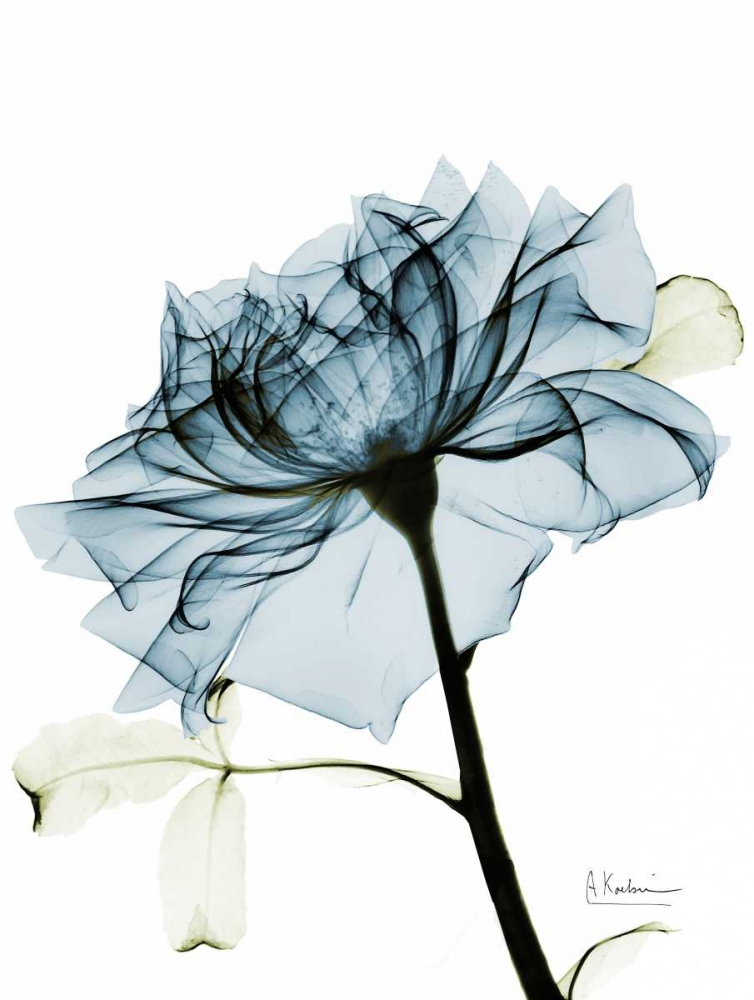 Teal Rose 2 art print by Albert Koetsier for $57.95 CAD