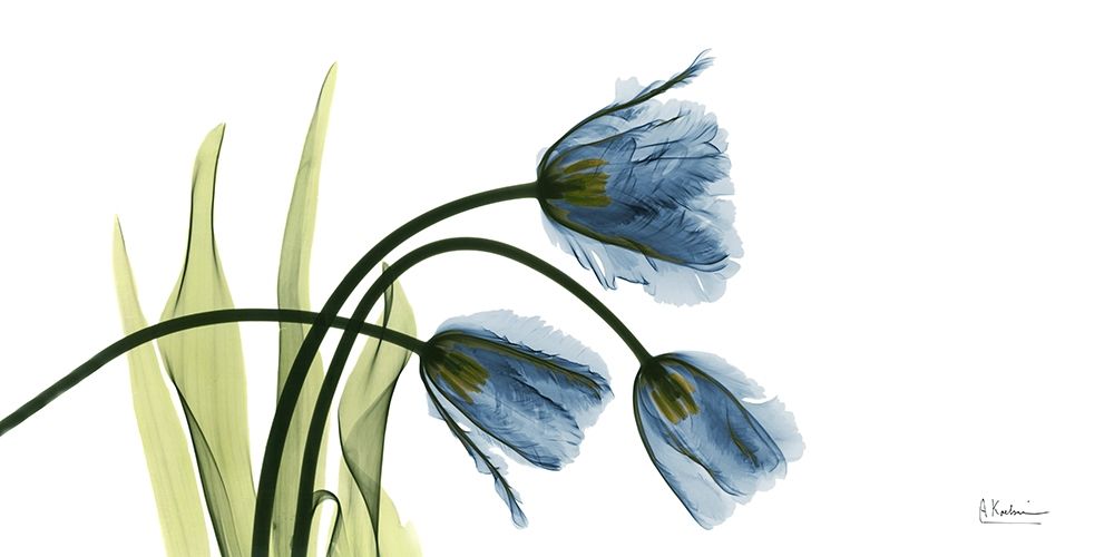 The Three Tulips art print by Albert Koetsier for $57.95 CAD