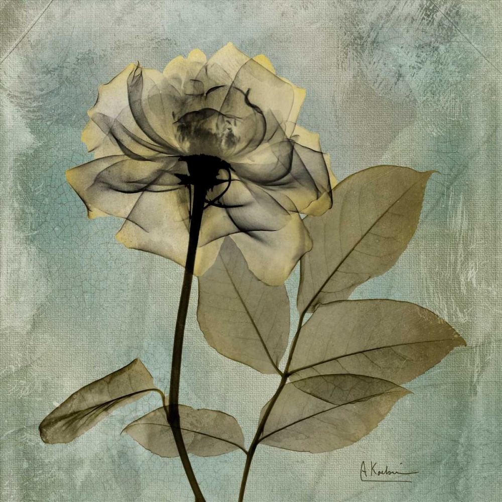 Rose art print by Albert Koetsier for $57.95 CAD