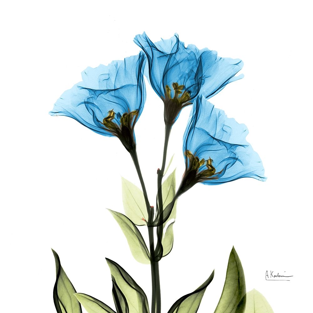 Gentian Sapphire L301 art print by Albert Koetsier for $57.95 CAD