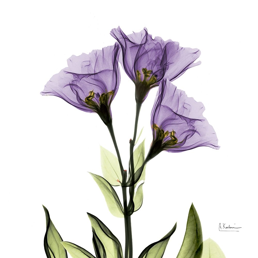 Gentian Purple L301 art print by Albert Koetsier for $57.95 CAD