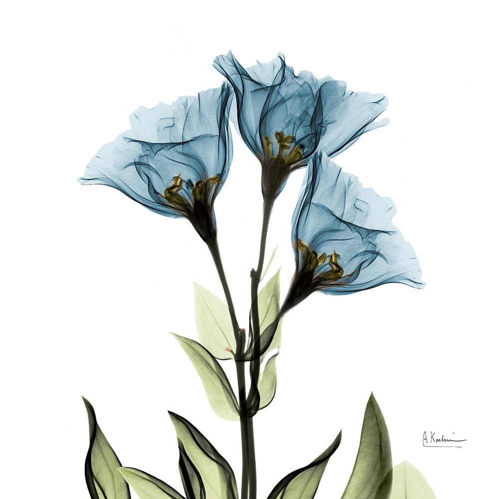 Gentian Azure L301 art print by Albert Koetsier for $57.95 CAD