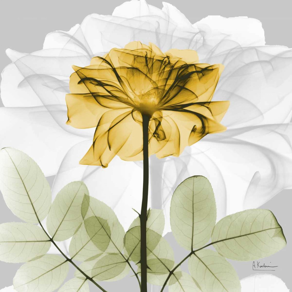 Rose in Gold 1 art print by Albert Koetsier for $57.95 CAD