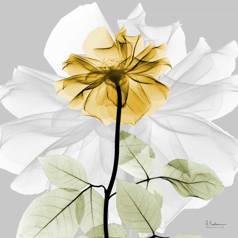 Rose in Gold 2 art print by Albert Koetsier for $57.95 CAD