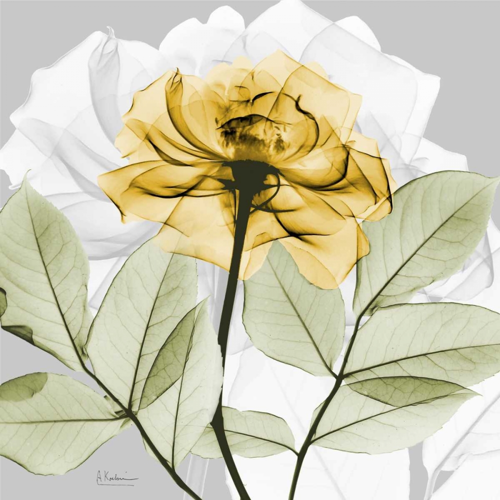 Rose in Gold 3 art print by Albert Koetsier for $57.95 CAD