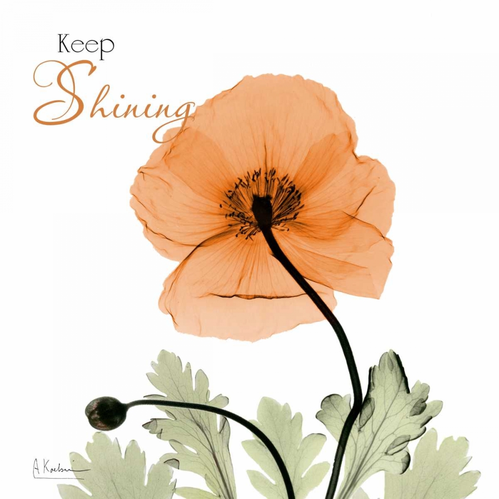 Keep Shining Iceland Poppy art print by Albert Koetsier for $57.95 CAD