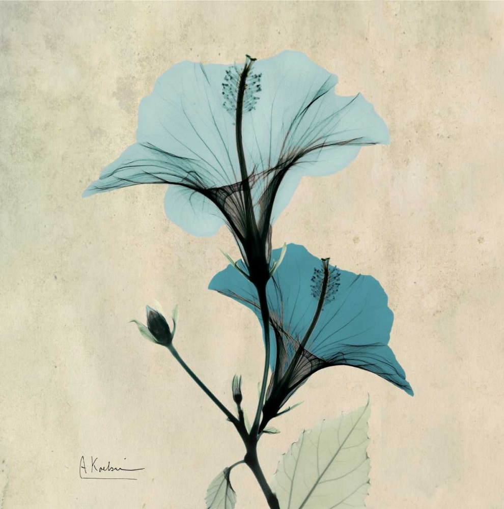 Hibiscus art print by Albert Koetsier for $57.95 CAD