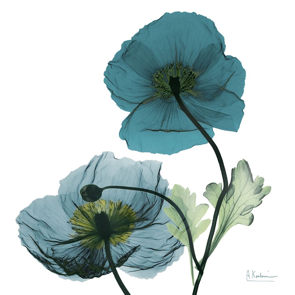 Iceland Poppy W art print by Albert Koetsier for $57.95 CAD