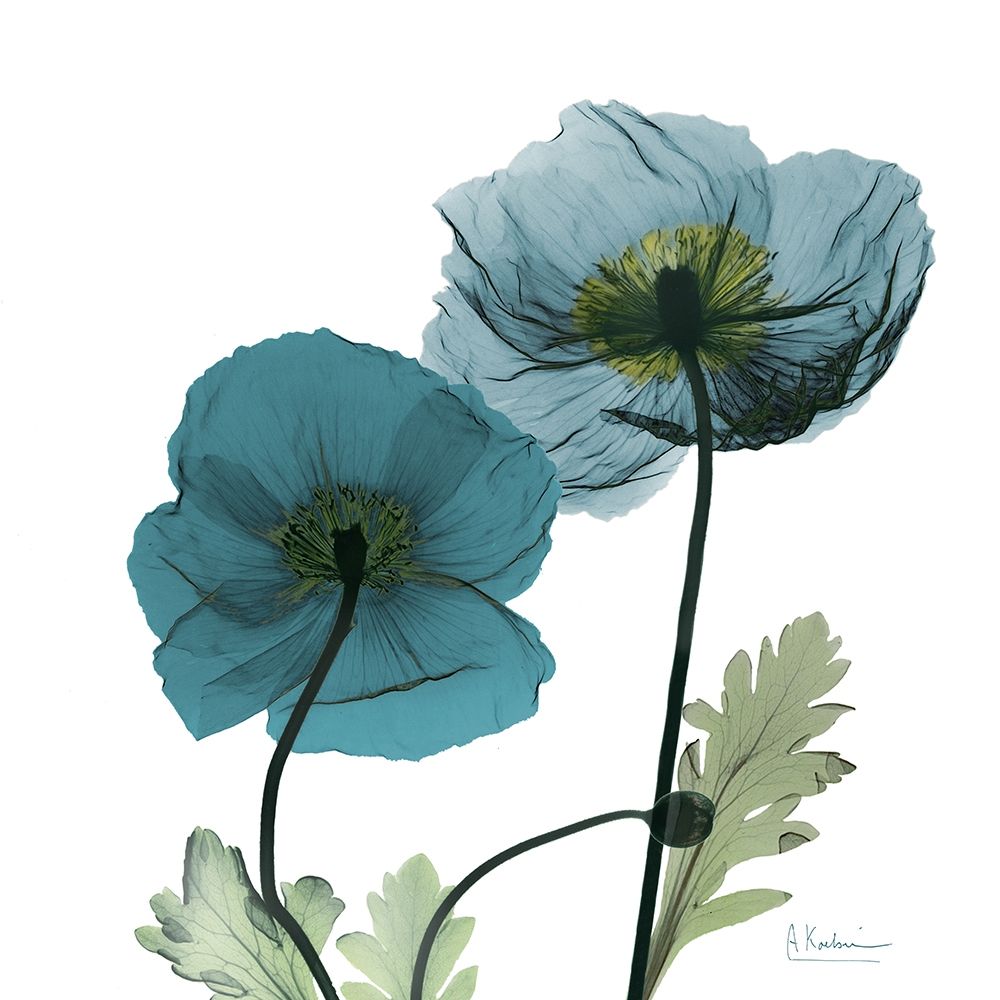 Iceland Poppy W art print by Albert Koetsier for $57.95 CAD