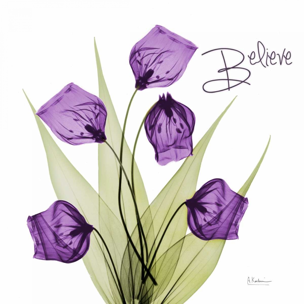 Believe Sandersonia H34 art print by Albert Koetsier for $57.95 CAD