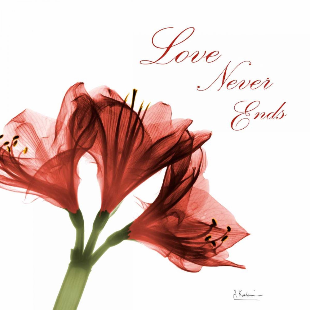 Amaryllis Quote art print by Albert Koetsier for $57.95 CAD