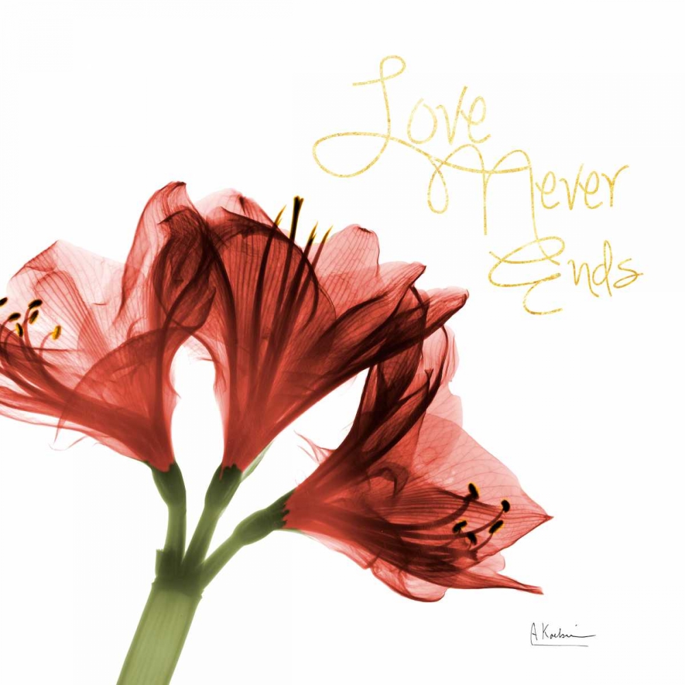 Amaryllis Endless Love art print by Albert Koetsier for $57.95 CAD