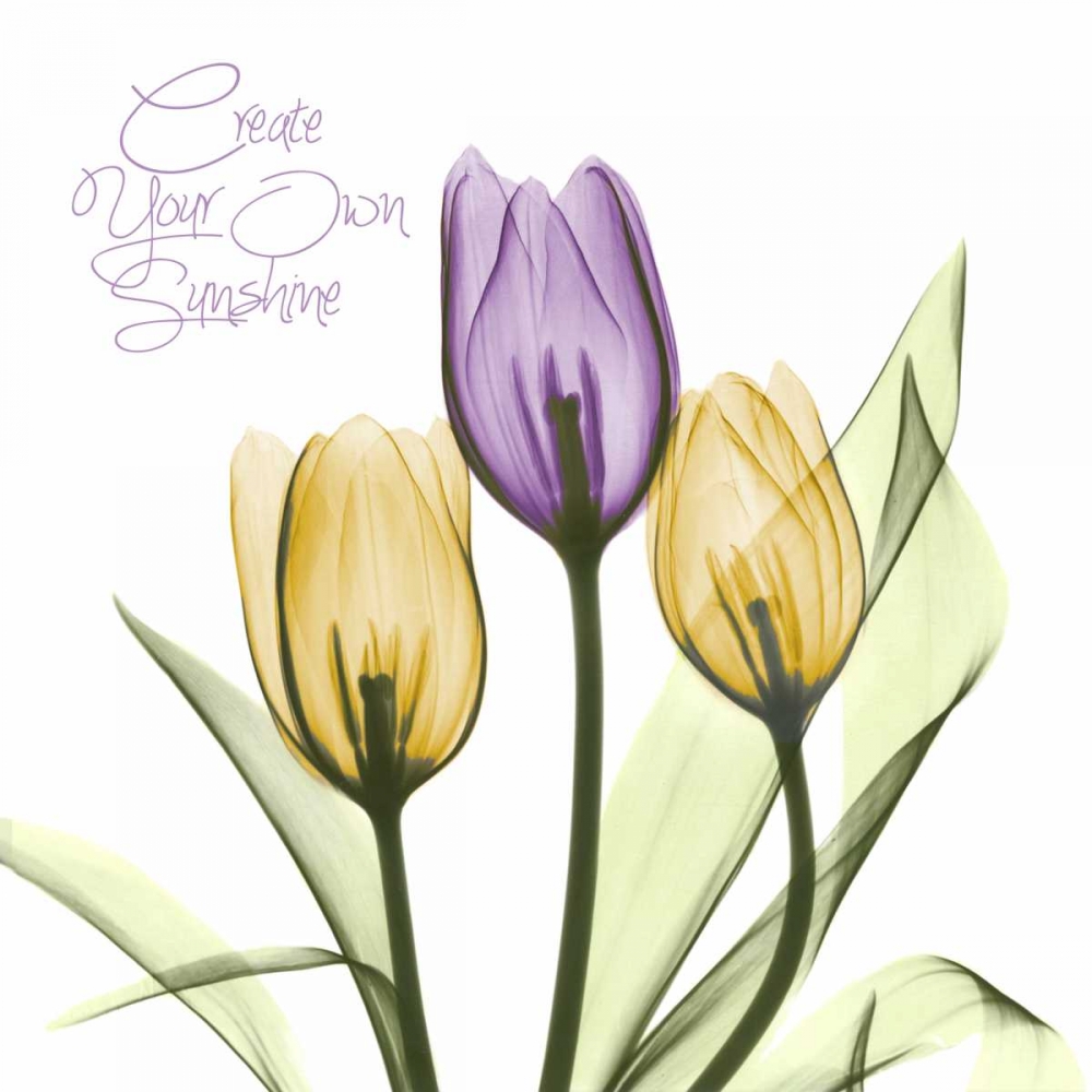 Purple Sunshine Tulips art print by Albert Koetsier for $57.95 CAD