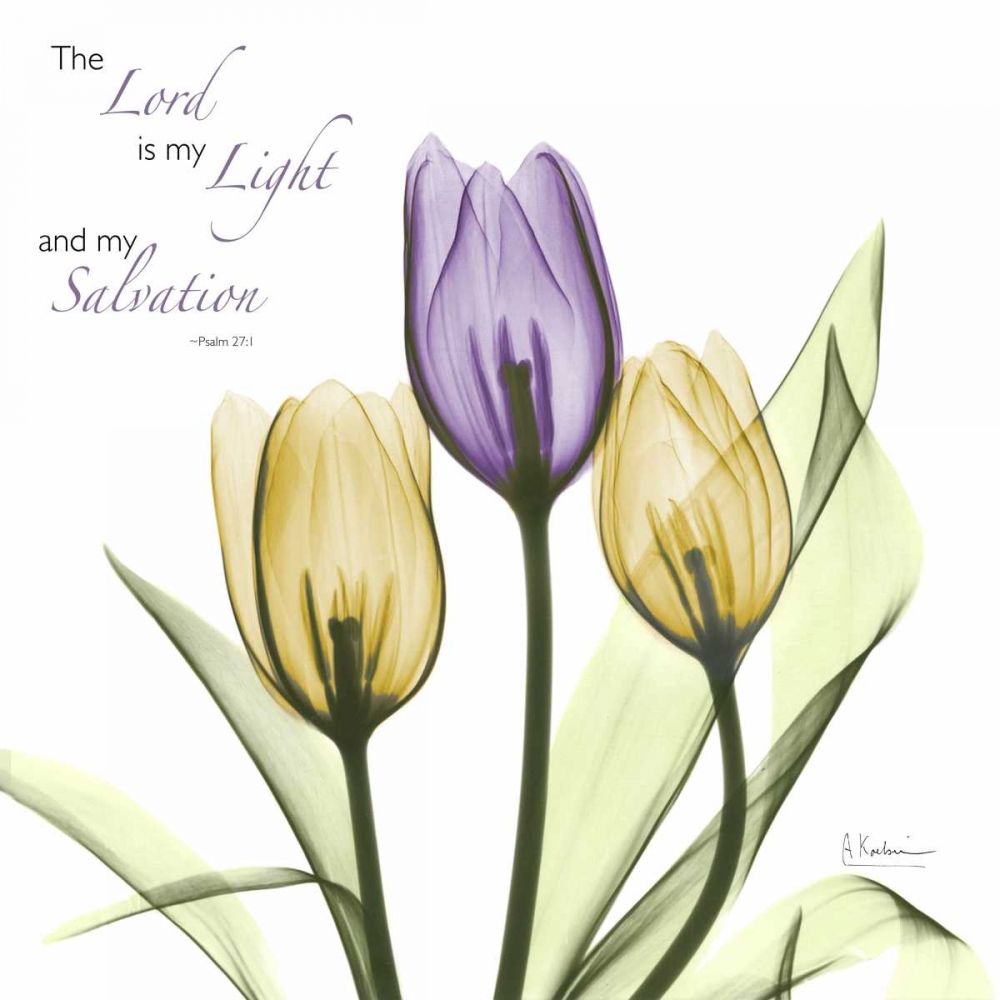 Tulips Salvation art print by Albert Koetsier for $57.95 CAD