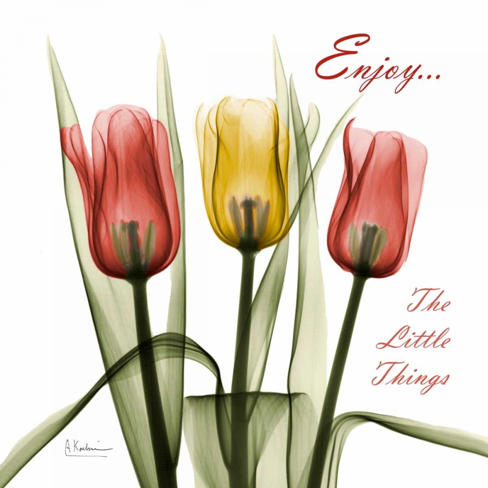 Tulips Enjoy The Little Things art print by Albert Koetsier for $57.95 CAD