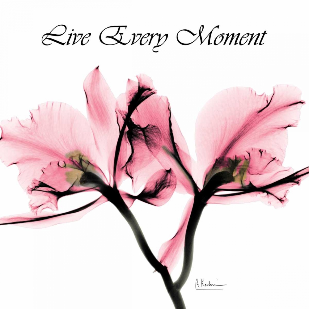 Moment Orchid art print by Albert Koetsier for $57.95 CAD