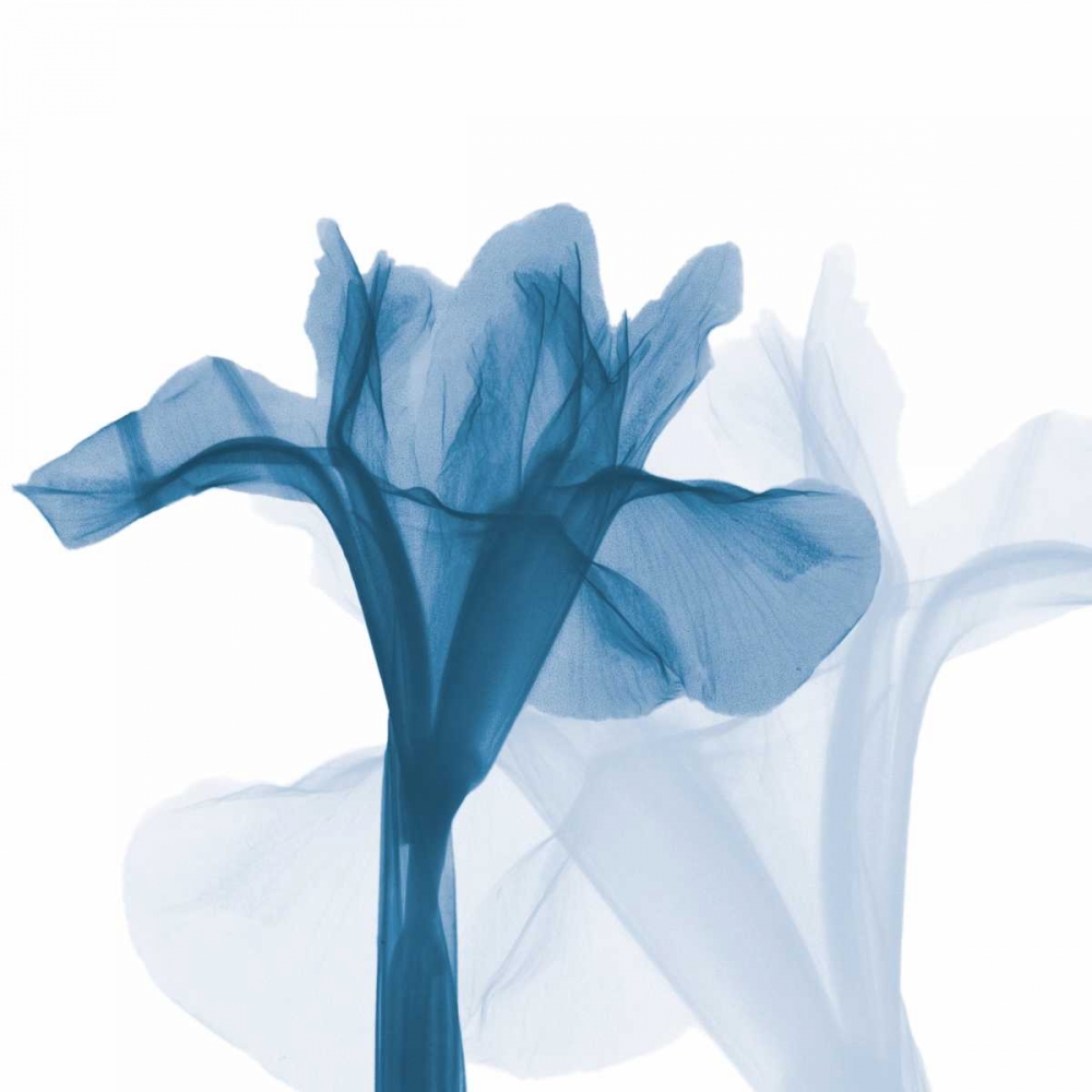 Iris Blues B51 art print by Albert Koetsier for $57.95 CAD