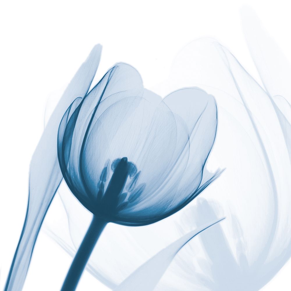 Indigo Tulip art print by Albert Koetsier for $57.95 CAD