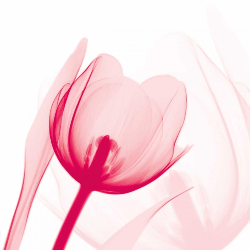 Magenta Tulip C68 art print by Albert Koetsier for $57.95 CAD