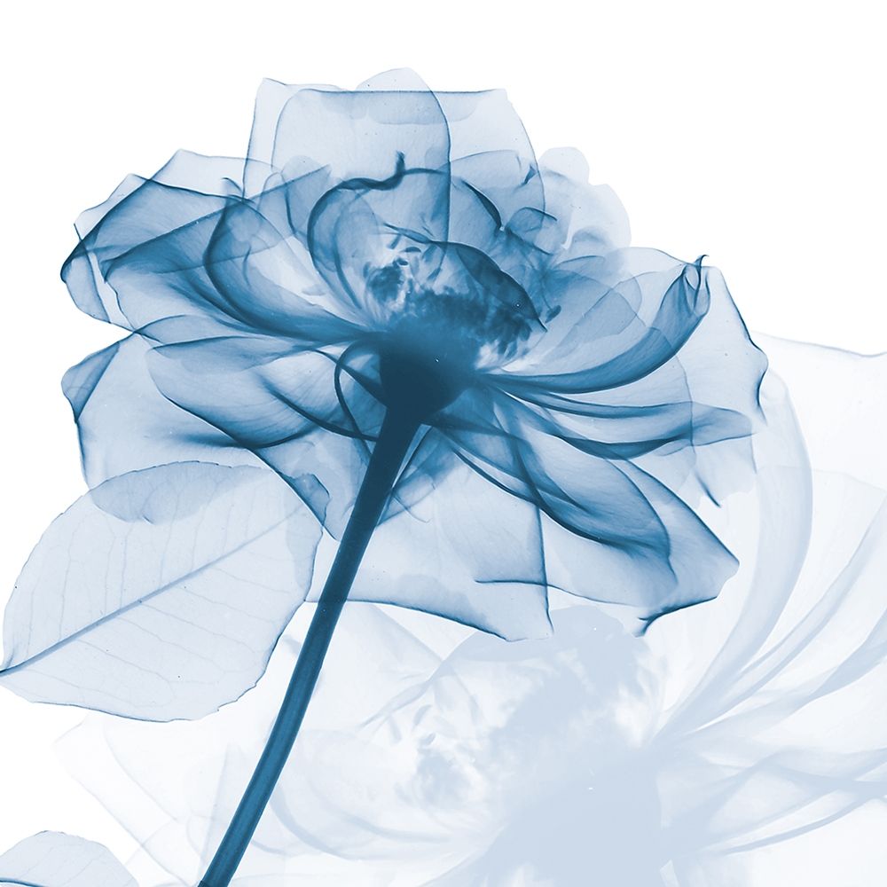 Indigo Rose art print by Albert Koetsier for $57.95 CAD