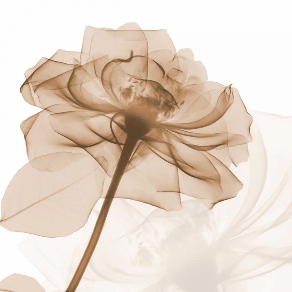Mocha Rose art print by Albert Koetsier for $57.95 CAD
