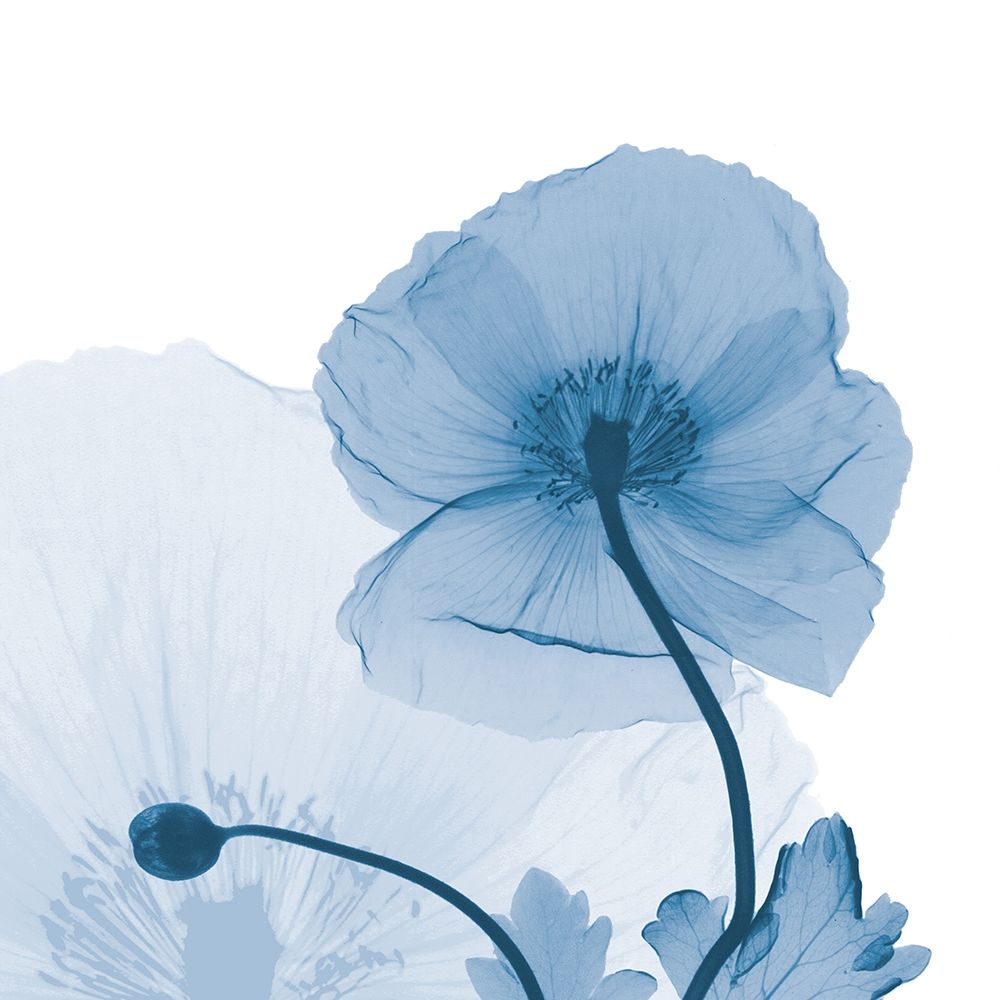 Indigo Iceland Poppy art print by Albert Koetsier for $57.95 CAD