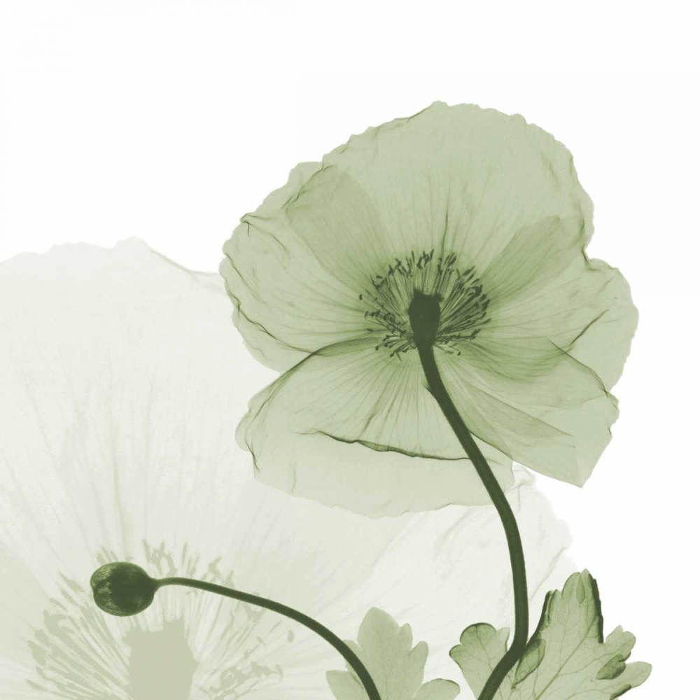Sage Iceland Poppy art print by Albert Koetsier for $57.95 CAD