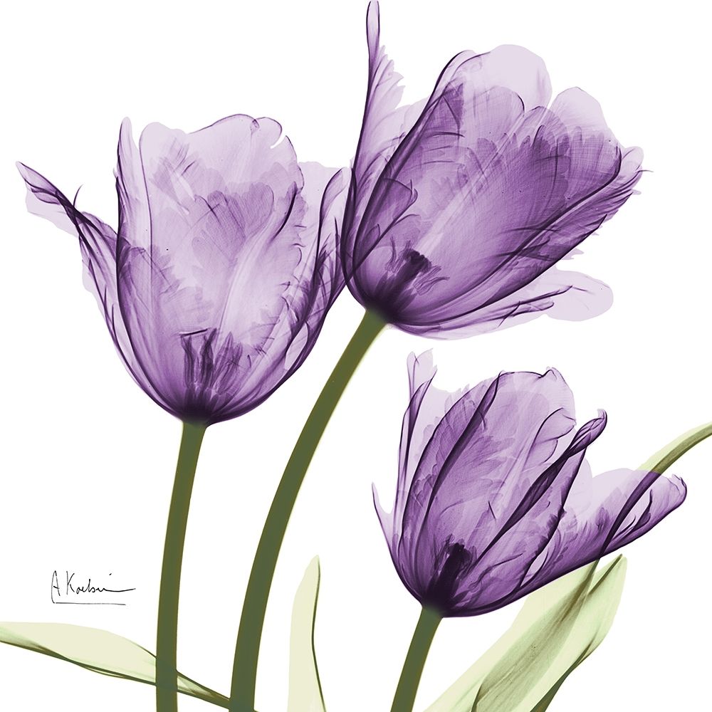 Purple Trio Tulips art print by Albert Koetsier for $57.95 CAD