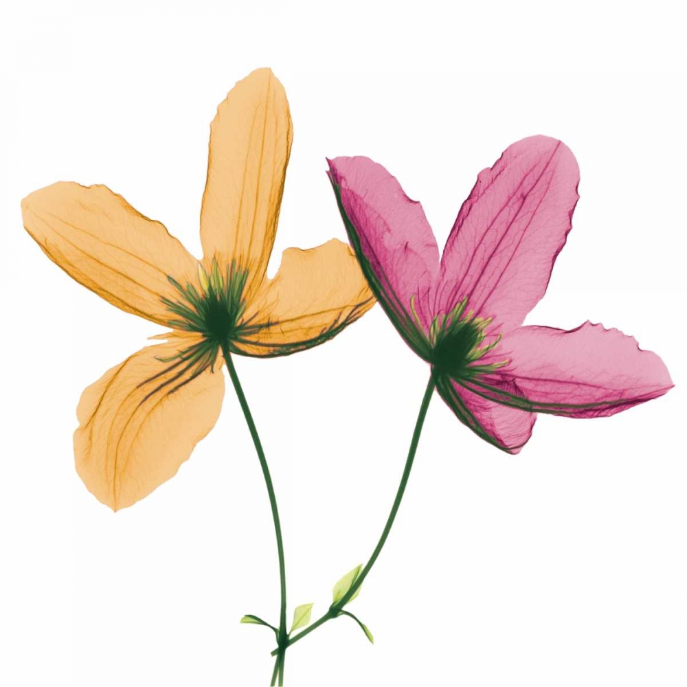 Two Clematis art print by Albert Koetsier for $57.95 CAD