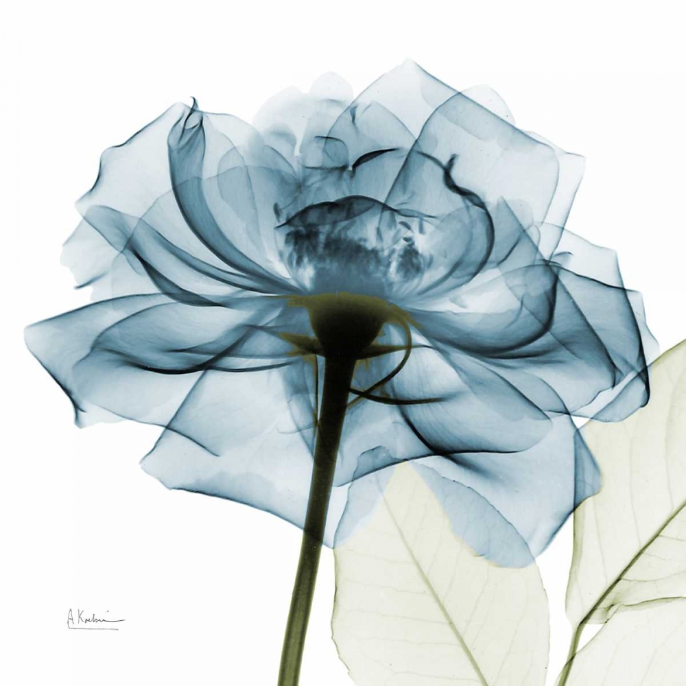 Teal Rose art print by Albert Koetsier for $57.95 CAD