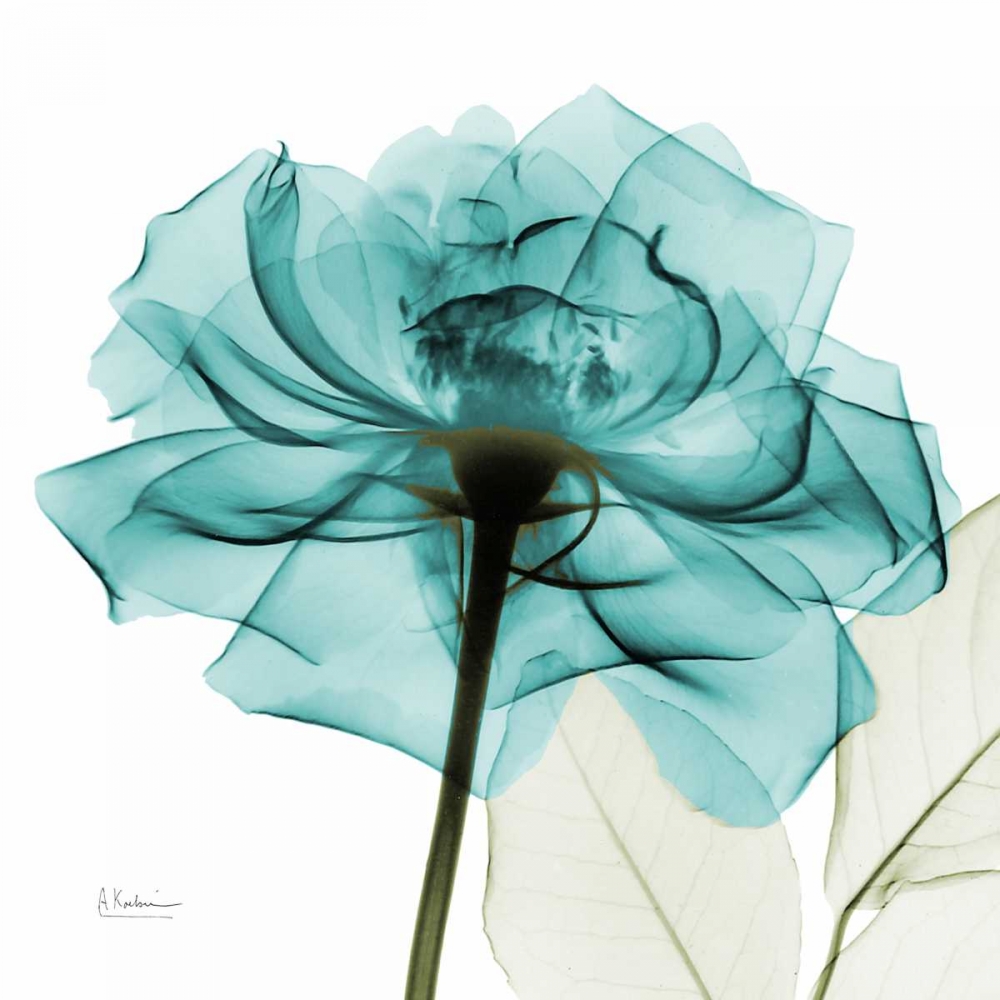 Teal Rose art print by Albert Koetsier for $57.95 CAD