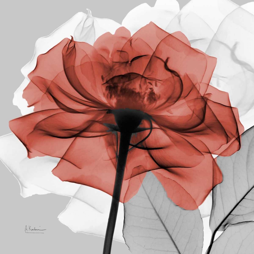 Rose on Gray 1 art print by Albert Koetsier for $57.95 CAD