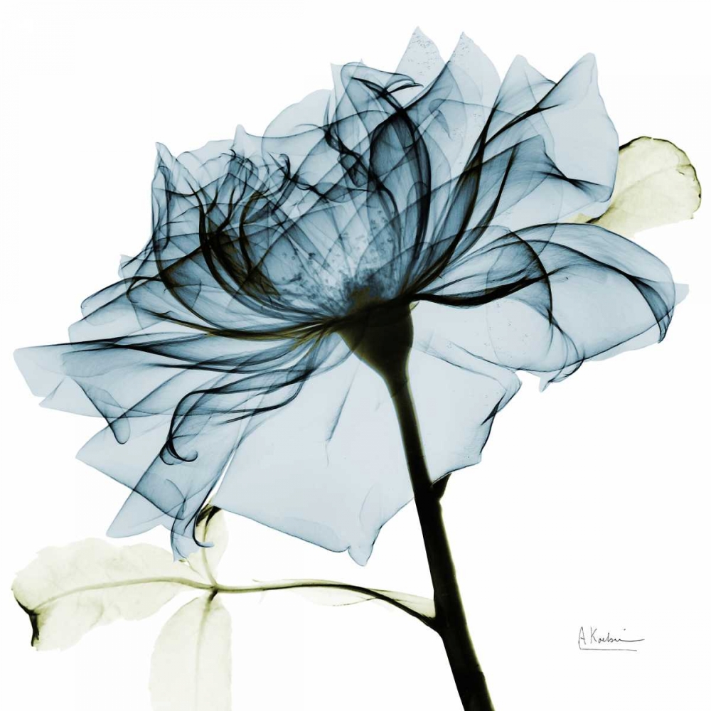 Teal Rose 2 art print by Albert Koetsier for $57.95 CAD