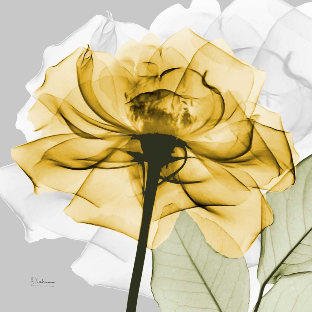 Rose in Gold 4 art print by Albert Koetsier for $57.95 CAD