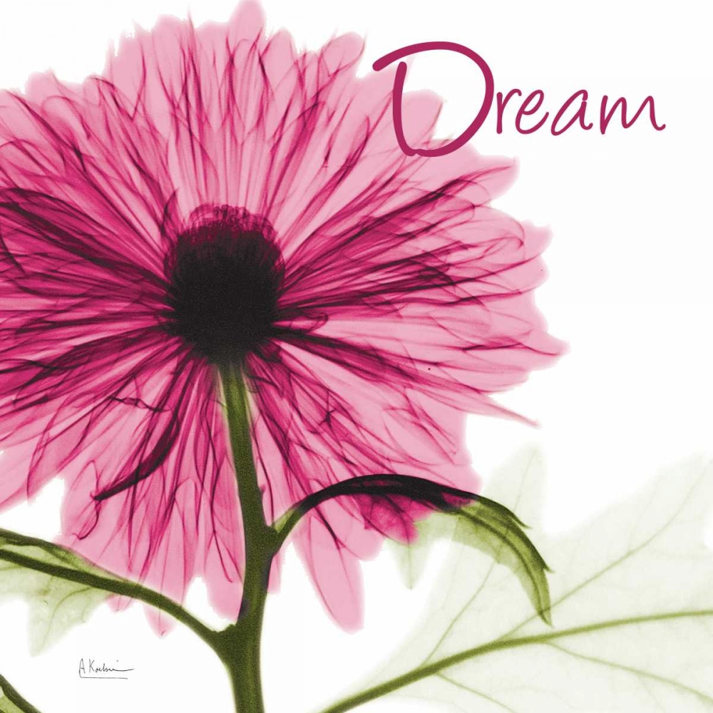 Pink Chrysanthemum Dream art print by Albert Koetsier for $57.95 CAD