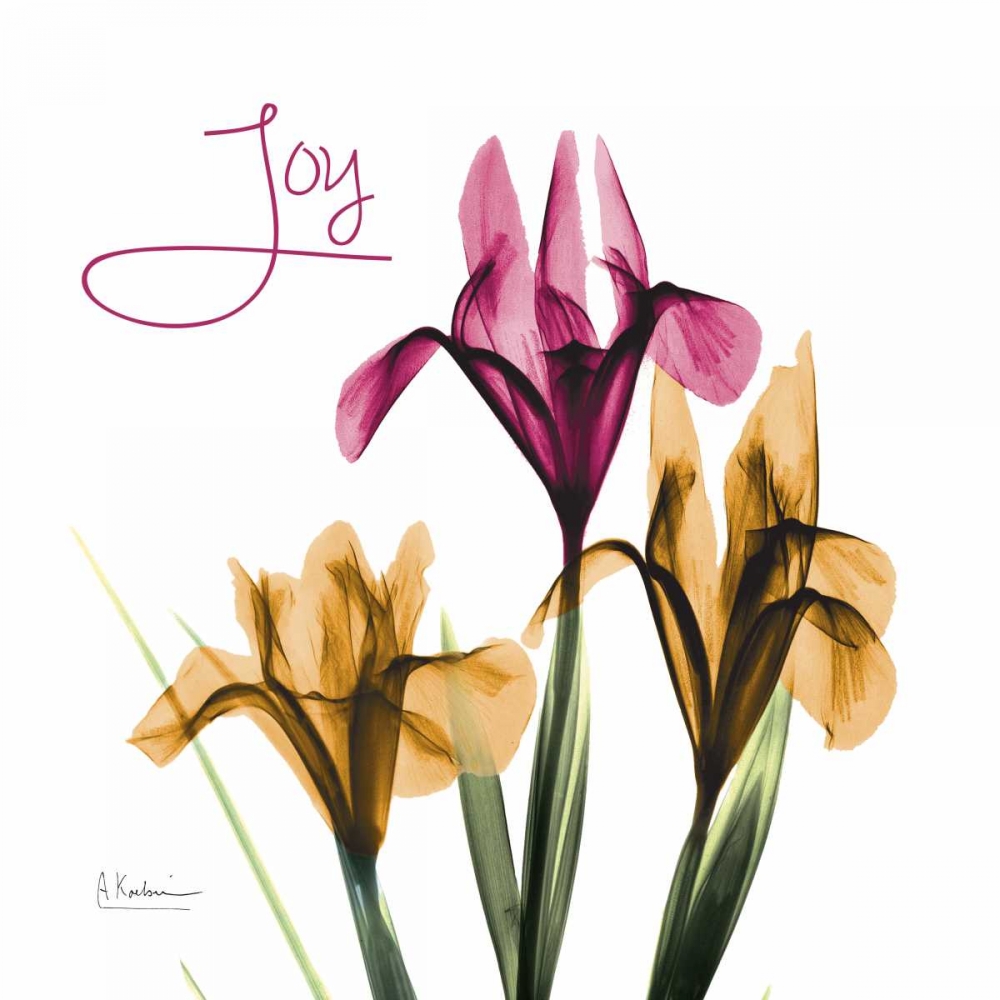 Pink Iris Joy art print by Albert Koetsier for $57.95 CAD