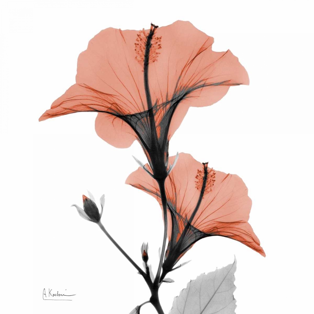Soft Hibiscus art print by Albert Koetsier for $57.95 CAD