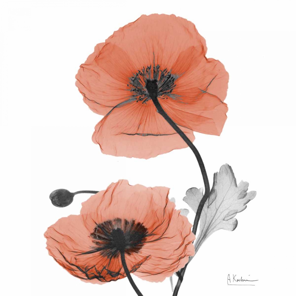 Soft Poppy B16 art print by Albert Koetsier for $57.95 CAD