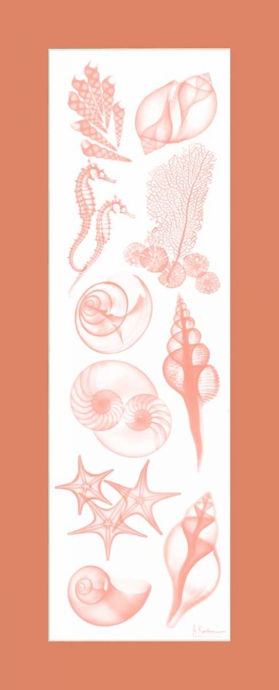 Sealife Coral Matte art print by Albert Koetsier for $57.95 CAD