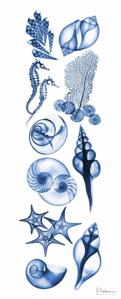 Sealife Blue art print by Albert Koetsier for $57.95 CAD