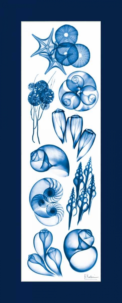 Sealife Blue Mate art print by Albert Koetsier for $57.95 CAD