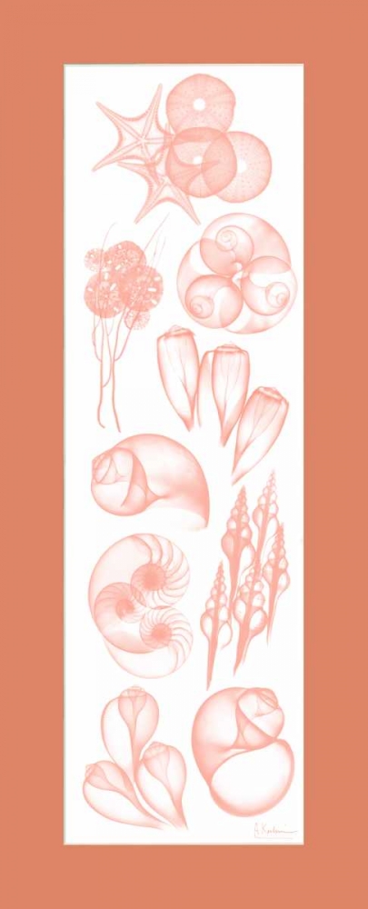 Sealife Coral Mate art print by Albert Koetsier for $57.95 CAD