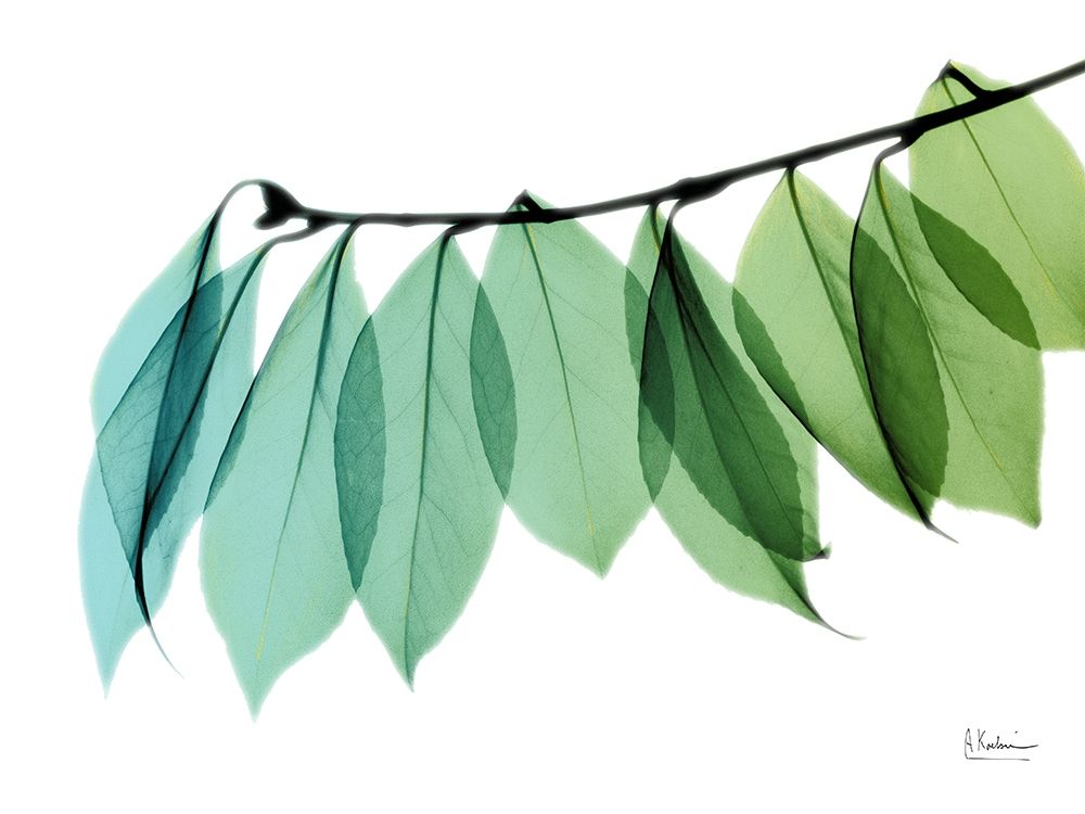 Camelia Leaf II art print by Albert Koetsier for $57.95 CAD
