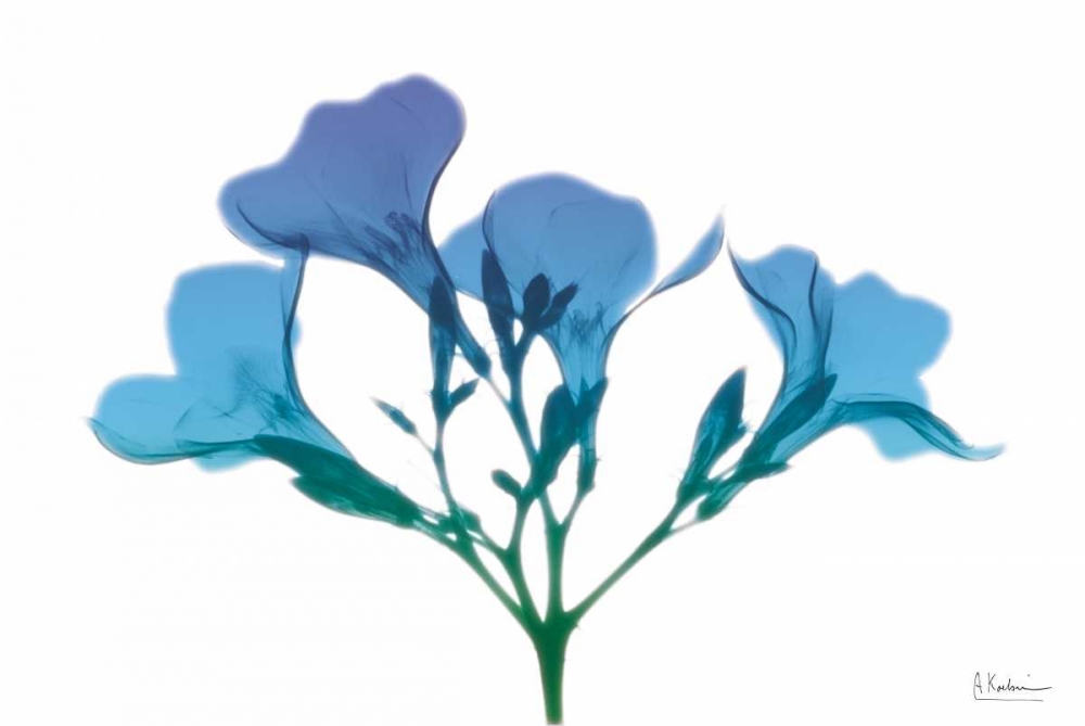 Oleander Turq Indigo art print by Albert Koetsier for $57.95 CAD